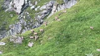 Ibex  Bouquetin Dam GrandeDixence  Barrage GrandeDixence  Valais  Switzerland  26072024 [upl. by Gnoc]