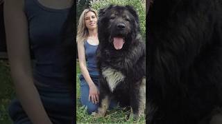 Did You Know This About Caucasian Shepherd Dog 😱 💥 shorts [upl. by Eckel]