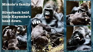 Mokolo’s family Silverback gorilla held little Kayembe’s head down [upl. by Enneirda461]