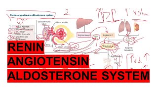 Renin Angiotensin Aldosterone System  First Aid USMLE Step1  Renal Module  Dr Asif Lectures [upl. by Atinyl431]