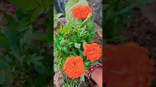 Genda plant flower बागवानी [upl. by Retsof]