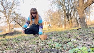 Garlic mustard Alliaria petiolata picking and cooking [upl. by Saucy]