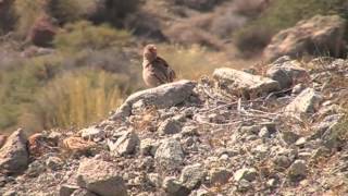 Camachuelo Trompetero Sierra del Cabo de Gata Almería [upl. by Carce320]