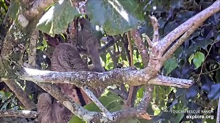 The three toed sloth with the amputation in rehab trees 🦥  032424  SlothTV via exploreorg [upl. by Feinleib]