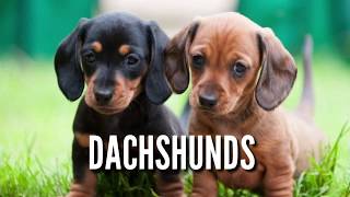 Dachshund Puppies for Sale Liver and Black Coats Healthy Dachshund Pups from Boskys Kennel [upl. by Halda575]