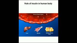 Insulin हमारे शरीर में कैसे कार्य करता है gnmnursingcourses medico shortvideo anatomy [upl. by Ordnajela929]