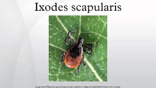 Ixodes scapularis [upl. by Uot387]