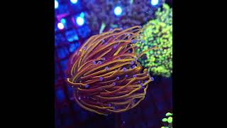 euphyllia meerwasseraquaristik meerwasseraquaristik reef marineaquarium [upl. by Geis627]