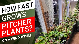 How fast grows Nepenthes on a Windowsill  1 year evolution [upl. by Eugen887]