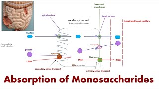 Absorption of Monosaccharides Glucose Fructose Galactose [upl. by Goldstein28]