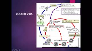 Toxocara canis [upl. by Drus]