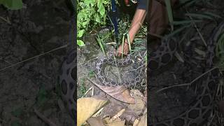 nemu ular Daboia Siamensis saat hunting di malam hari puspa Daboiasiamensis berbisa reptiles [upl. by Largent]