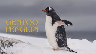 What sound does a penguin make Gentoo penguin sounds in Antarctica [upl. by Kalie]