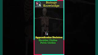 Appendicular Skeleton  Shoulder Girdles  Pelvic Girdles Forelimb  Hindlimbs  Biology  Skeleton [upl. by Kinnard]