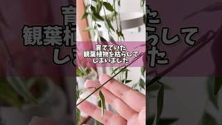 【観葉植物】育てていた観葉植物を枯らしてしまいました houseplants 観葉植物 plants 植物のある暮らし ホヤ hoyaplants [upl. by Uokes153]