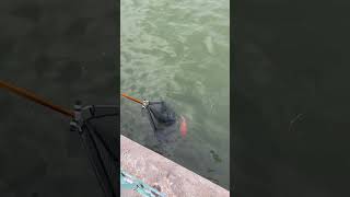 denver fishing carpfishing goldfish fishingvideo shortsviral fish catchandrelease [upl. by Calvin]