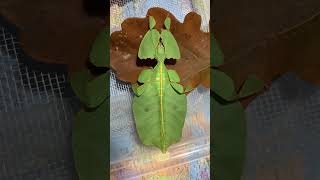 Pulchriphyllium bioculatum Phang Nga 🇹🇭👓 phasmatodea leafinsect leafinsects [upl. by Cort685]