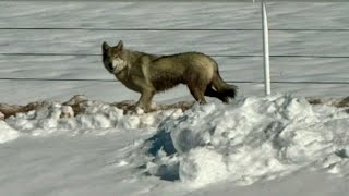 Debate over whether animal is a wolf or coyote takes over social media for some Castle Rock resident [upl. by Euqilegna505]