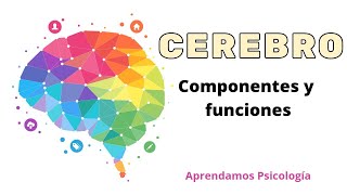 El Cerebro en Resumen sus partes y funciones [upl. by Ellerrehc]