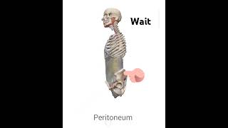 Peritoneum anatomy membrane  peritoneum is serous membrane that lines the abdomen and pelvis [upl. by Ettelrac650]