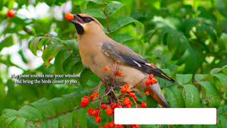 How does Cedar Waxwing sound Song  Voice Chatter Calls [upl. by Ahron168]