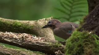 Day Birding Hide and Lochside [upl. by Anatole]