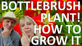 Tropical Gardens UK How to Plant and Grow the Bottlebrush Plant  Callistemon citrinus Splendens [upl. by Leonard590]