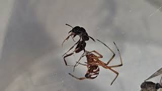 Northern black widow feeding [upl. by Bagger]