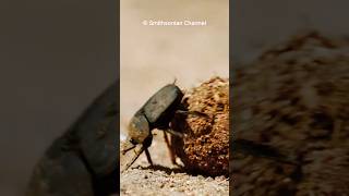 Dung Beetle  The Strongest Bug 🐞 🐞 [upl. by Aremahs286]