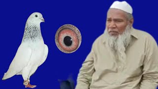 Ustad Gulzar Sialkot Chohay kabutar ke bare mein batate hue  PART 2 [upl. by Verity]