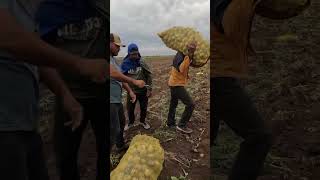 Cargadores de Masiaca💚 Navojoa Sonora 👌✔️ papas SaludosYBendiciones ValledelMayo [upl. by Notslar]