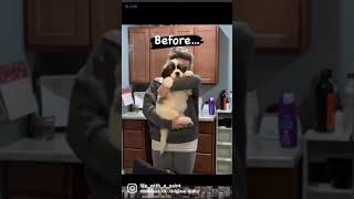 Big Saint Bernard Dog Before And After 😳 funnydogvideos dogsofyoutube dogshorts [upl. by Notrem982]