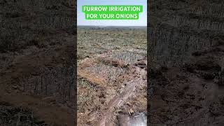 Furrow Irrigation For Onions onioncultivation farming farmslife [upl. by Adla]