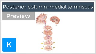 Posterior column medial lemniscus pathway preview  Human Neuroanatomy  Kenhub [upl. by Yar]