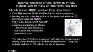 Immunology the interferon response [upl. by Hanny]