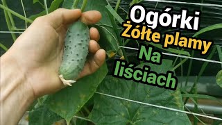 Ogórki  maczniak rzekomy żółte plamy na ogórkach [upl. by Otsirave216]