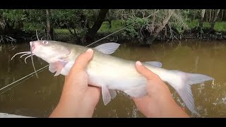 Catfishing on the Altamaha River [upl. by Amo]