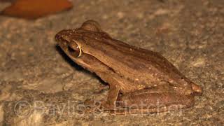 Common Tree frog  Malaysia 20180425213042m2ts [upl. by Tnemelc486]