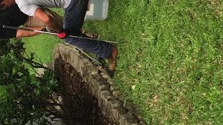 5footlong cottonmouth snake shows up at New Tampa home [upl. by Aserehtairam]