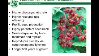 Wineberry Species Spotlight [upl. by Darrill]