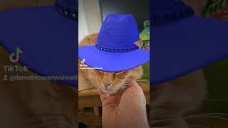 Soap Opera Cats Live a Chinny Chin Rub and Wearing Colorful Hats [upl. by Pepper]