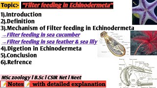 Filter feeding in Echinodermeta  Digetion and nutrition in Echinodermeta  filter feeding [upl. by Seravart338]