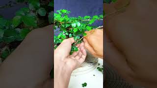 IF YOU WANT TO KNOW HOW TO CARE FOR BONSAI TREES CHECK OUT MY VIDEOS LIKE AND SUBSCRIBE [upl. by Emyle583]