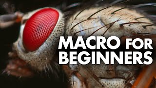 Macro Photography for Beginners – Complete Tutorial [upl. by Kristie]