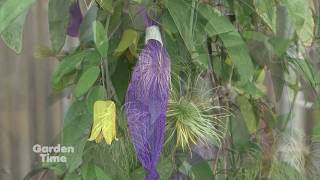 Fall Clematis Care [upl. by Rafter909]