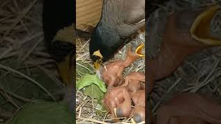 Unexpected Lift Myna Bird Picks Up Baby While Preening Feathers short ytshortsvideo viralvideo [upl. by Imhskal975]