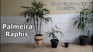 Como Plantar a Palmeira Raphis e dicas de cultivo [upl. by Gerrie]