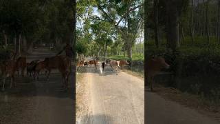 A shepherd is leading many cows through the tea plantation bangladesh teagarden srimongol cow [upl. by Aroel]