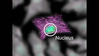 Cytoskeleton Structure and Function [upl. by Nnaeus]