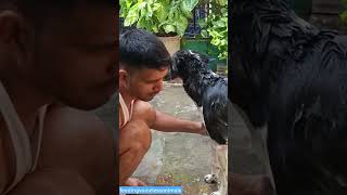 🛁🛁 song doglover love youtubeshorts shorts puppy play [upl. by Ylra591]